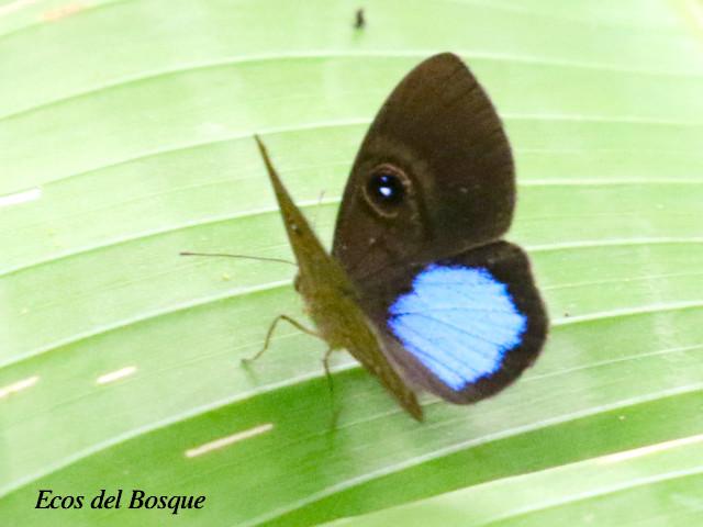 Mesosemia carissima (Marca de metal de ojos y parche azu)