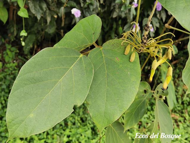 Mucuna holtonii (Ojo de buey)