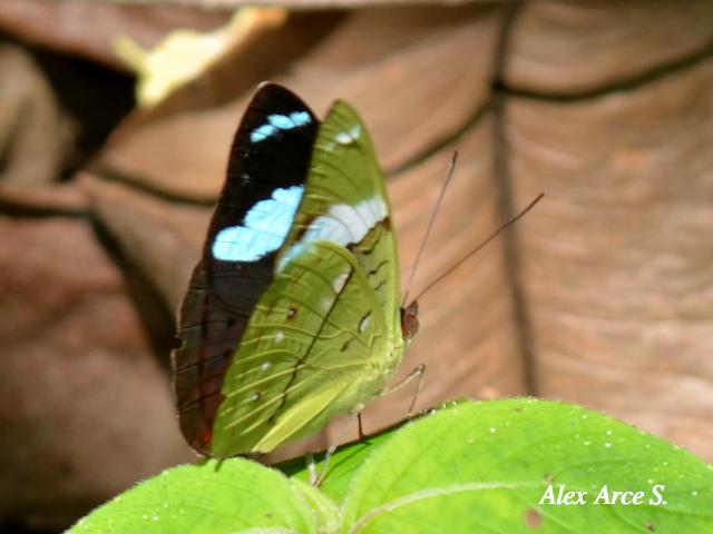 Nessaea aglaura aglaura (Nessaea norteña)