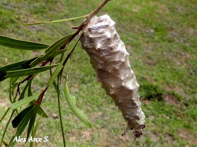 Oiketicus kirbyi (Bicho canasto)