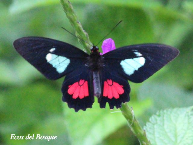 Parides eurimedes mylotes