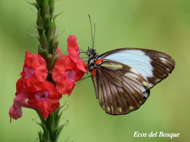 Pieriballia viardi noctipennis