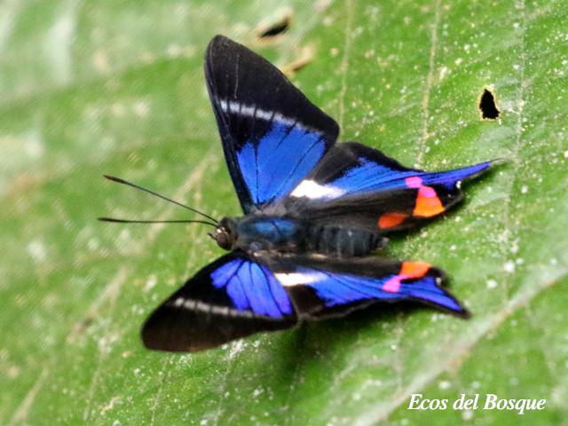 Rhetus periander naevianus