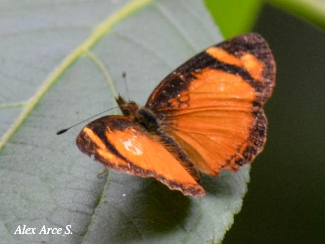 Tegosa anieta anieta