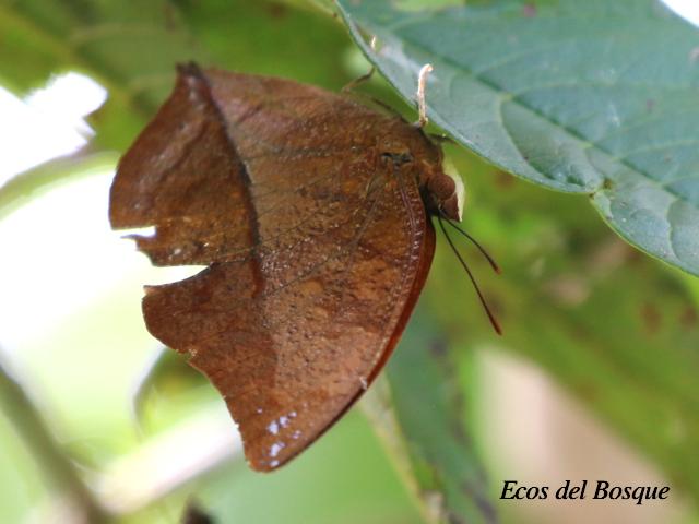 Zaretis Isidora (Isidora ala de hoja)