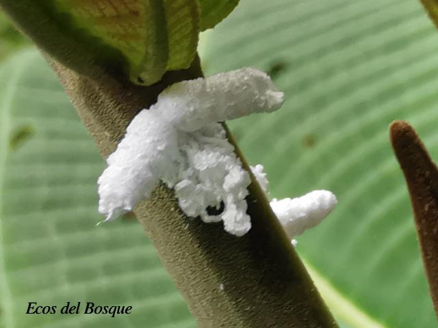 Larva Flatidae no identificada