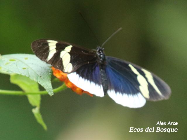 Heliconius eleuchia eleuchia