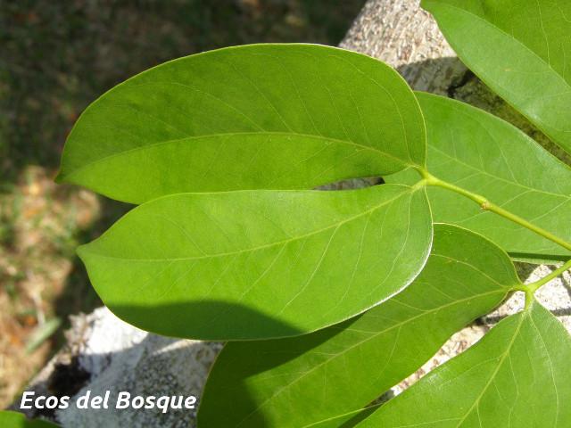 Hymenaea courbaril (Guapinol)