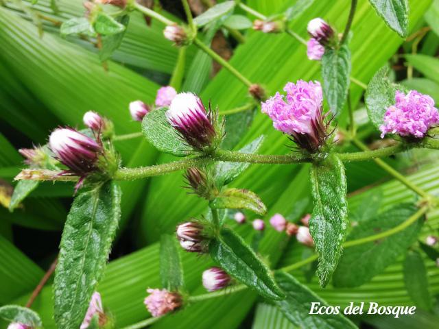 Lepidaploa salzmannii