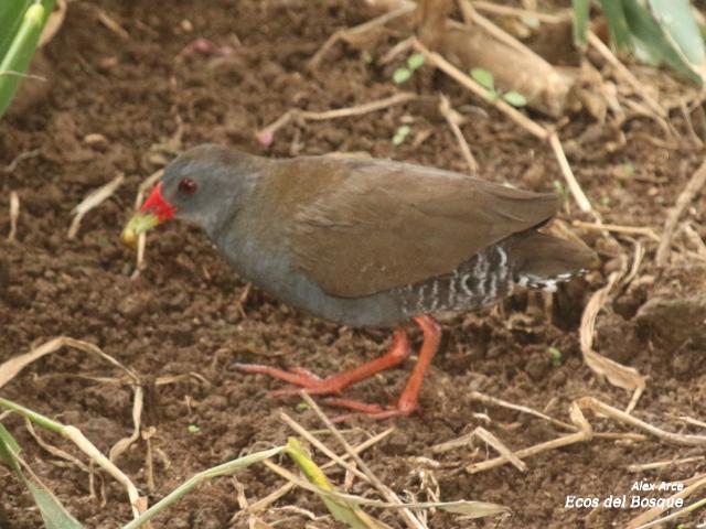  Neocrex erythrops (Polluela Piquirroja)