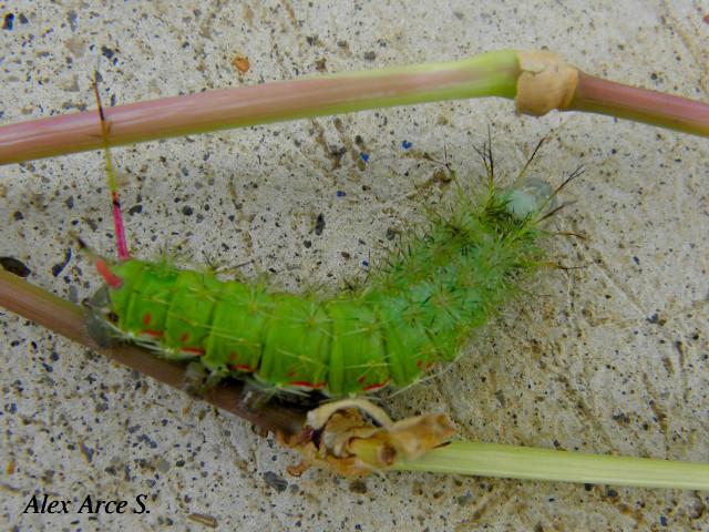 Periphoba arcaei Mariposa conejito) Larva