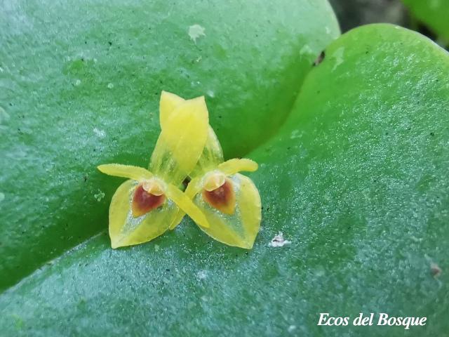 Pleurothallis phyllocardioides