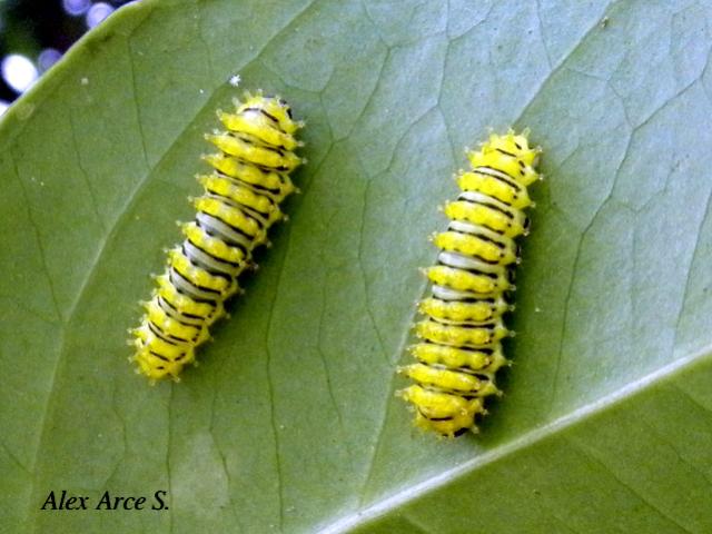 Rothschildia triloba, Larvas