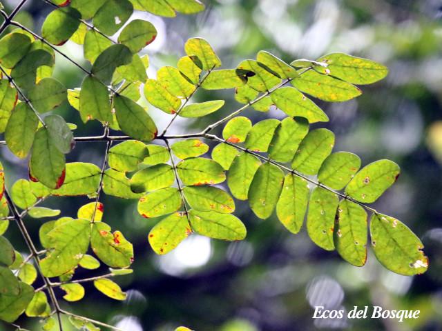 Samanea saman (Cenízaro)