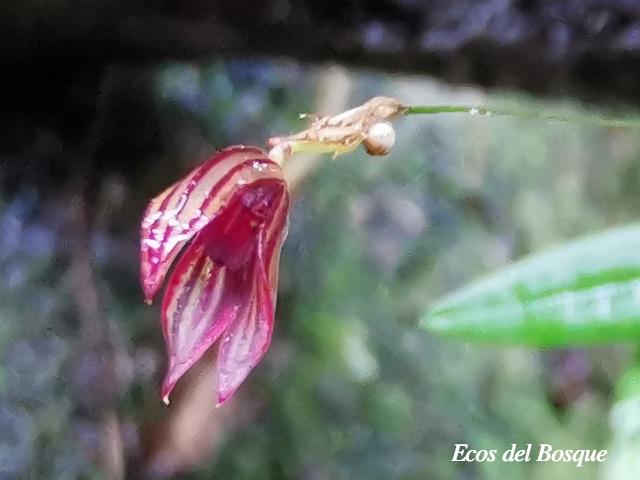 Specklinia simmleriana