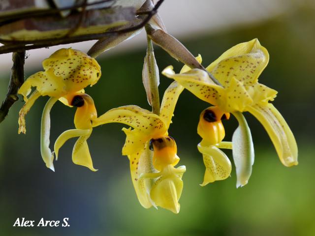 Stanhopea wardii (Torito)