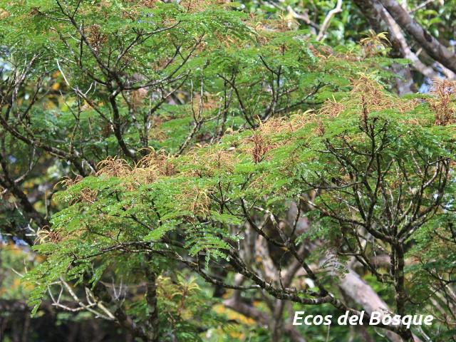 Stryphnodendron microstachyum (Cachá, Gallinazo, Vainillo)