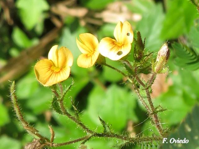 Aeschynomene americana (Zarza)