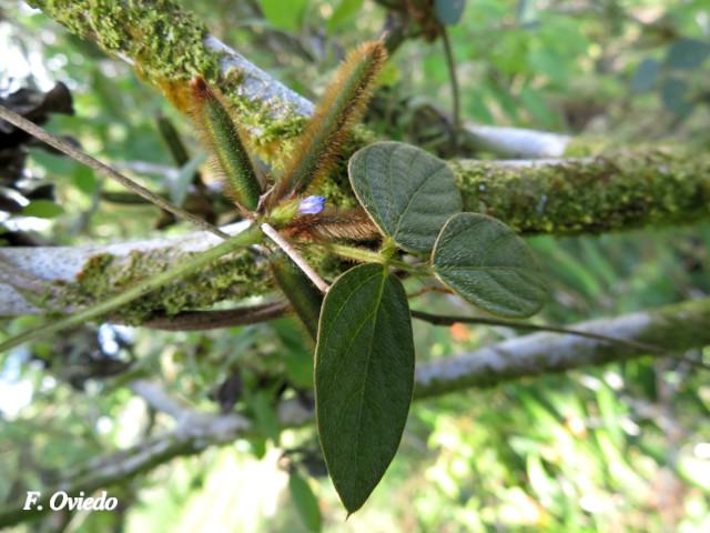 Calopogonium mucunoides 