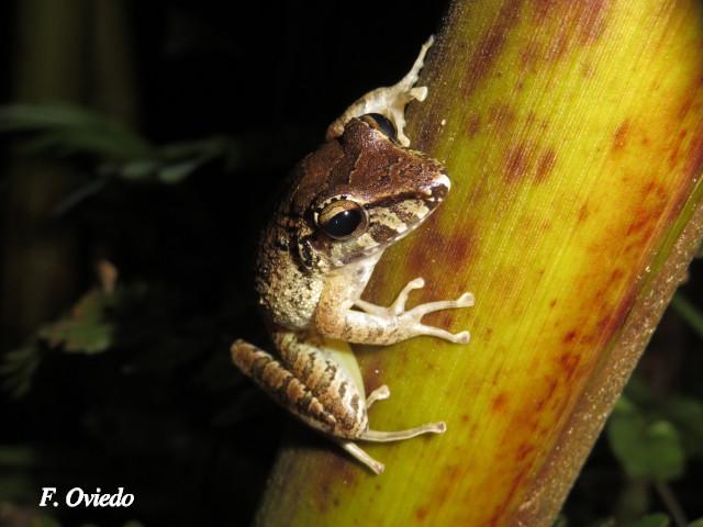 Craugastor crassidigitus (Rana de lluvia de dedos delgados)