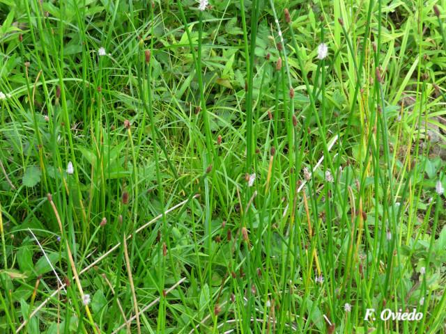 Eleocharis elegans (Junquillo)
