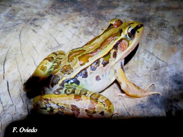 Lithobathes taylori (Rana leopardo)
