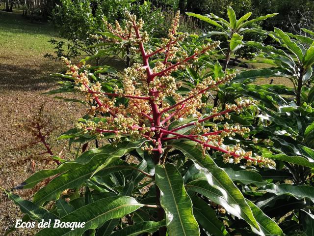 Mangifera indica (Mango)