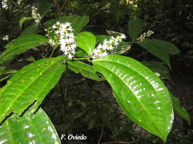 Miconia gracilis