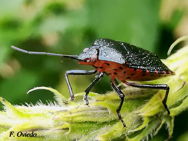 Pellaea stictica (Chinche)