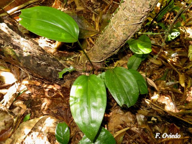 Prescottia stachyodes