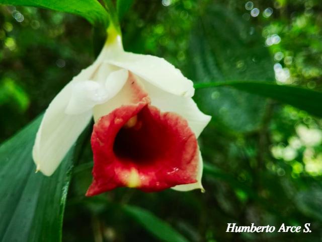 Sobralia helleri (Flor de un día)