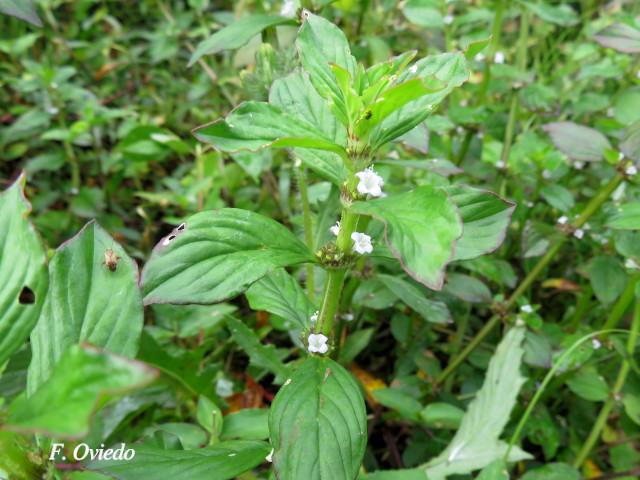Spermacoce alata (Mielcilla)