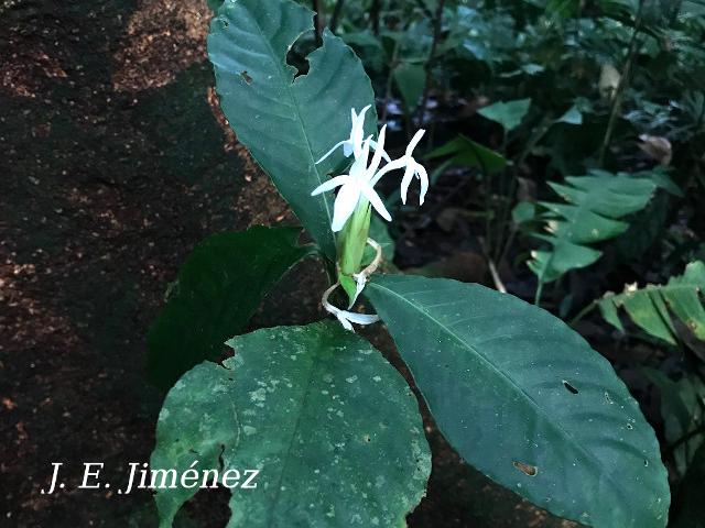 Aphelandra dolichantha