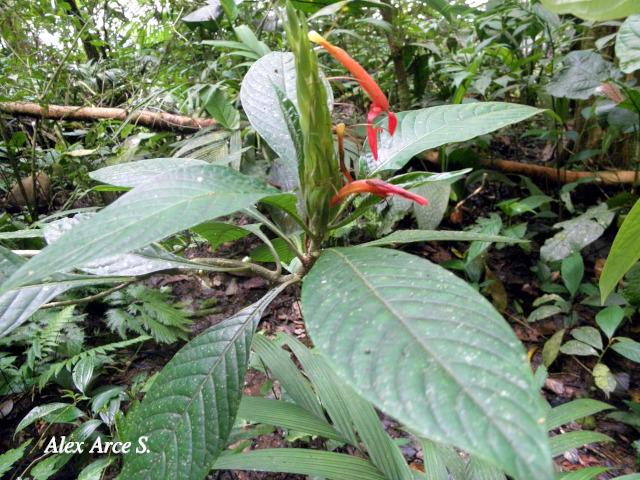 Aphelandra golfodulcensis