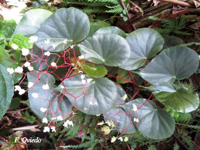 Begonia multinervia