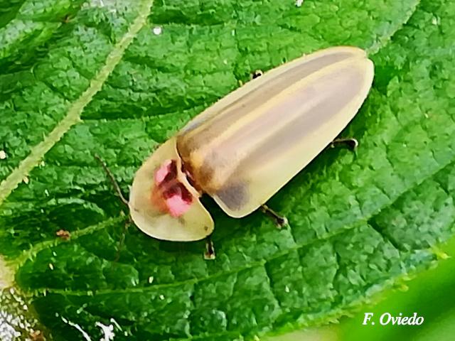 Cratomorphus sp (Luciérnaga)