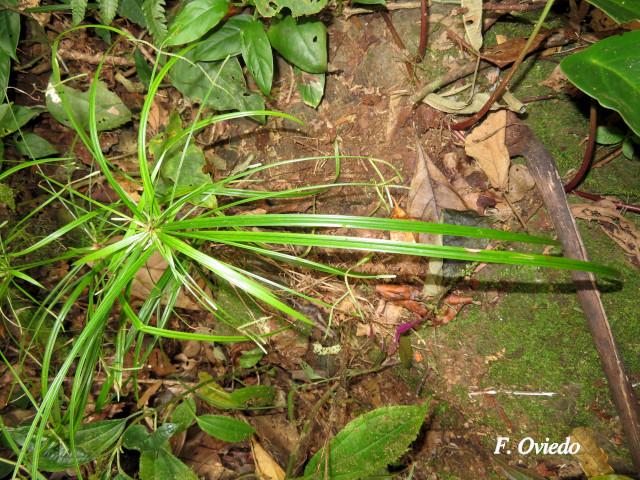 Cyperus simplex