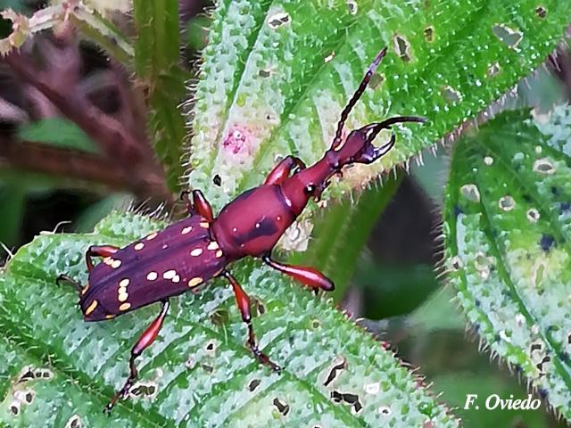 Estenorhinus guttatus (Gorgojo de pico recto)