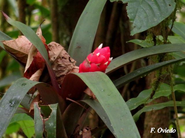 Guzmania desautelsii