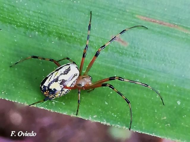 Leucauge venusta (Araña del huerto)