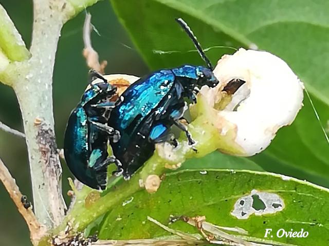 Macrohaltica jamaicensis