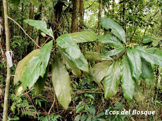 Ocotea dendrodaphne (Aguacatillo)
