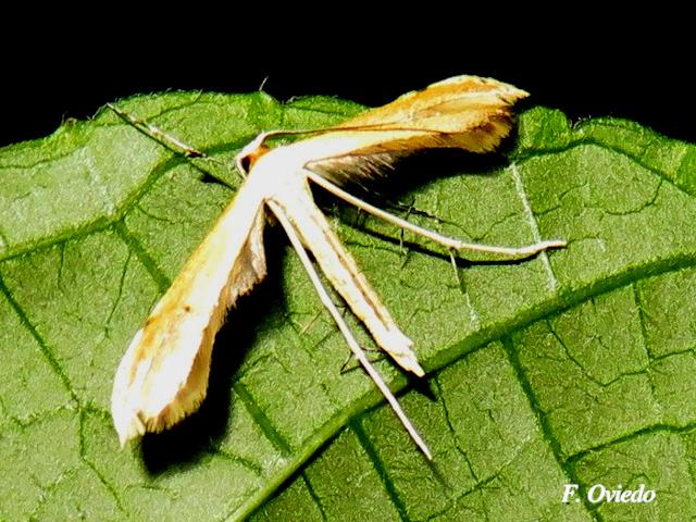 Polilla Pterophoridae (Polilla de pluma)