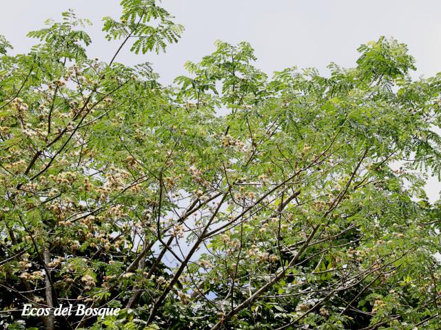 Pseudosamanea guachapele (Cenízaro blanco)