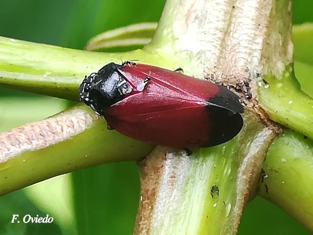 Sphenorhina conspicua (Salivazos)