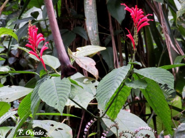 Stenostephanus chavesii (Pavón de Montaña)