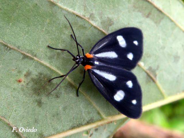 Tithraustes noctiluces