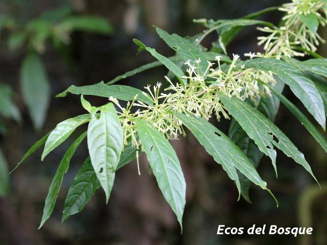 Cestrum microcalyx (Zorrillo)
