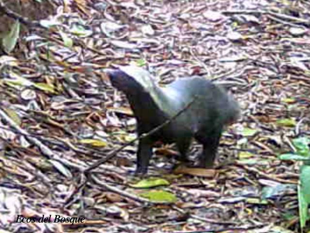 Galictis vittata (Tejón, grisón)