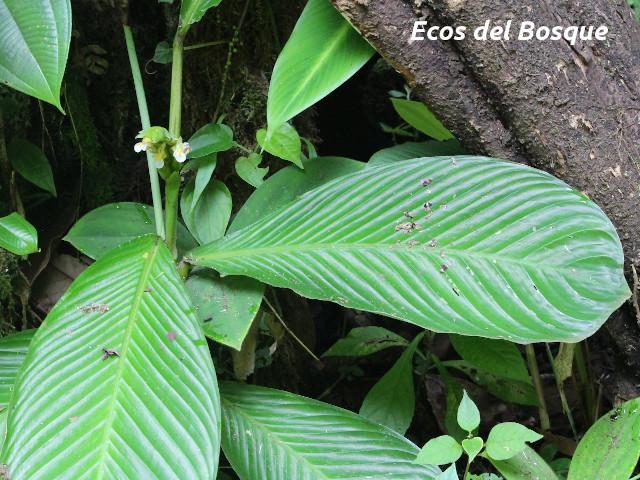 Hylaeanthe unilateralis